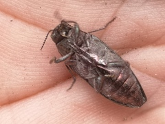 Buprestis striata