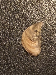 Dreissena polymorpha