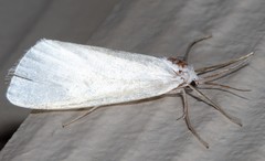 Rupela tinctella
