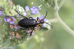 Lytta cribrata