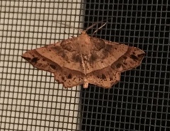 Euchlaena johnsonaria