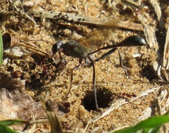 Tetramorium sericeiventre