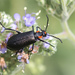 Escarabajos Ampolleros - Photo (c) Greg Lasley, algunos derechos reservados (CC BY-NC), uploaded by Greg Lasley