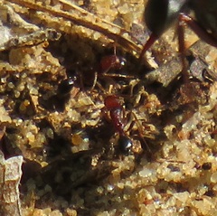 Tetramorium sericeiventre