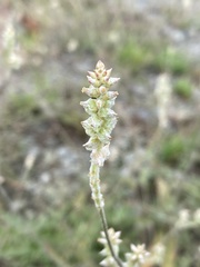 Froelichia gracilis