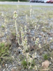 Froelichia gracilis