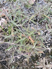 Froelichia gracilis