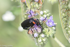 Lytta cribrata