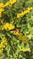 Trichopoda lanipes
