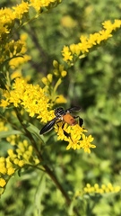 Trichopoda lanipes