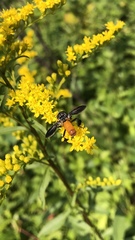 Trichopoda lanipes
