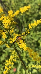 Trichopoda lanipes