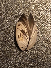 Dreissena polymorpha