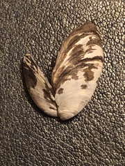 Dreissena polymorpha