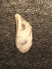 Dreissena polymorpha