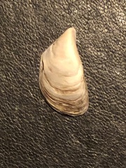 Dreissena polymorpha