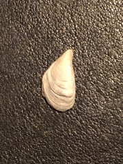 Dreissena polymorpha