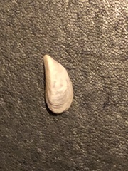 Dreissena polymorpha