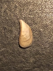 Dreissena polymorpha