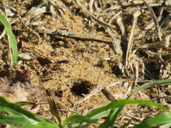 Tetramorium sericeiventre
