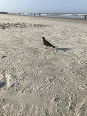 Columba livia domestica