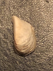 Dreissena polymorpha