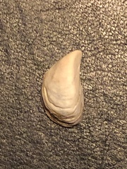 Dreissena polymorpha