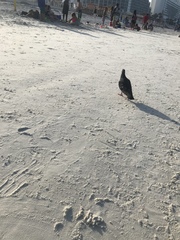 Columba livia domestica