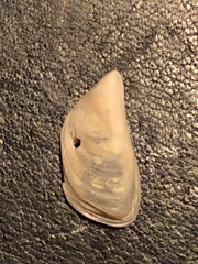 Dreissena polymorpha