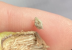 Mistharnophantia