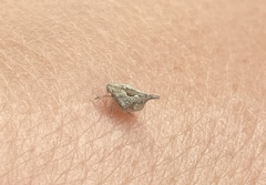 Mistharnophantia