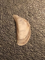 Dreissena polymorpha