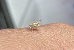 Mistharnophantia