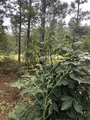 Lactuca graminifolia