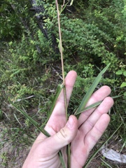 Lactuca graminifolia