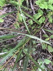 Lactuca graminifolia
