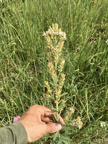 round-headed bush clover (Lespedeza capitata)