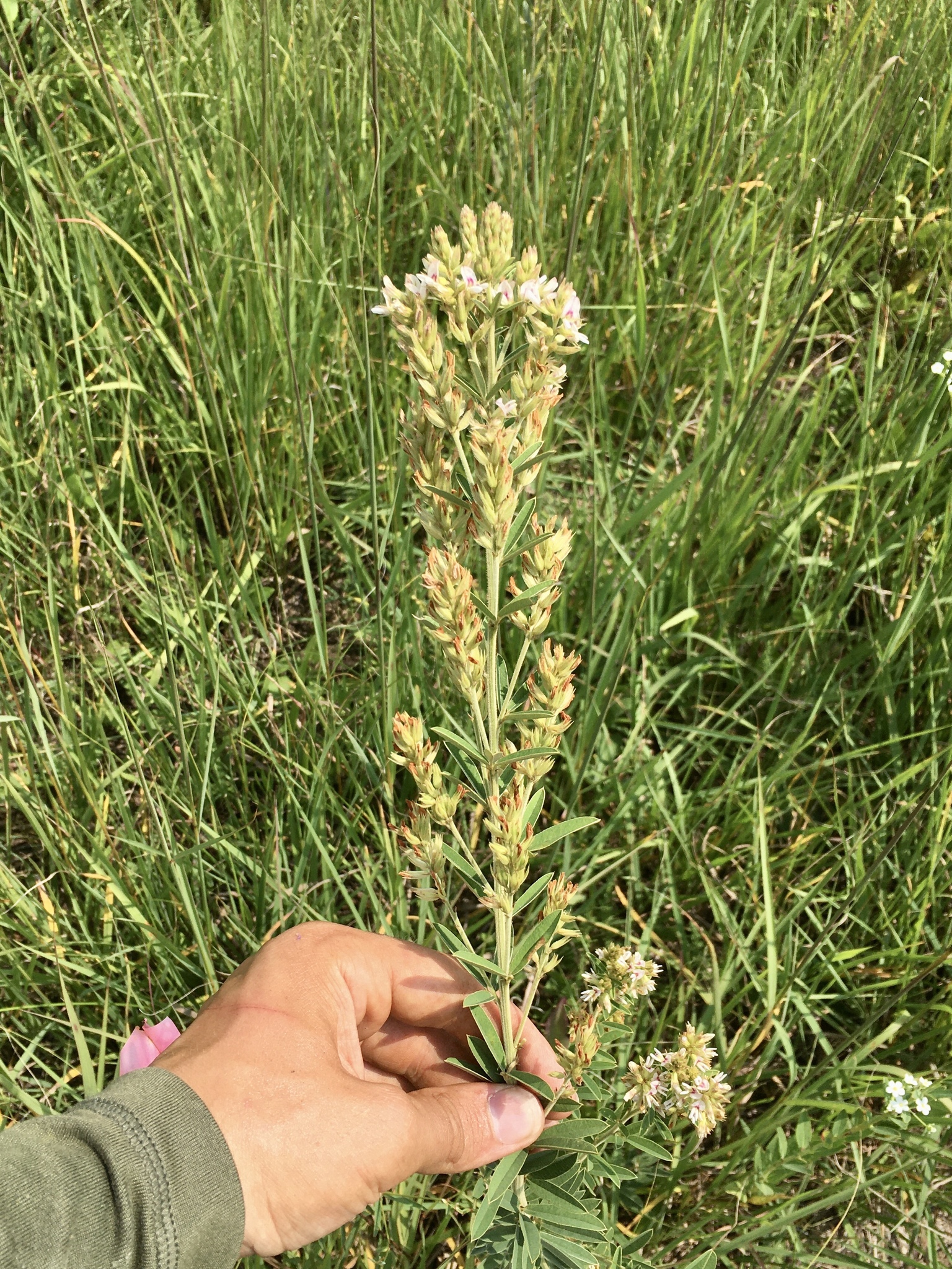 Dusty-Clover (Lespedeza capitata)