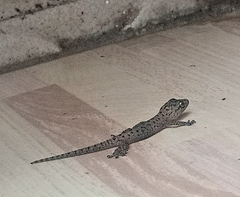 Hemidactylus