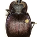 Large-thoraxed Snail-eating Beetle - Photo (c) Mike Quinn, Austin, TX, some rights reserved (CC BY-NC), uploaded by Mike Quinn, Austin, TX