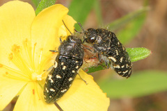 Acmaeodera ornata