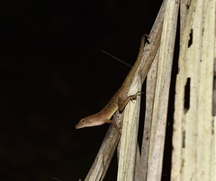Anolis uniformis