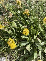 Solidago simplex simplex