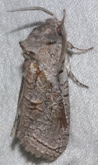 Culama suffusca