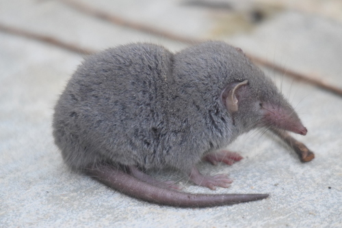 Asian House Shrew