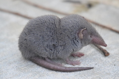 Asian House Shrew photo 2