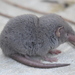 Asian House Shrew - Photo (c) Tan Kok Hui, some rights reserved (CC BY-NC), uploaded by Tan Kok Hui