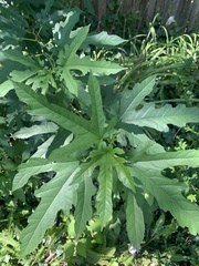 Filipendula rubra