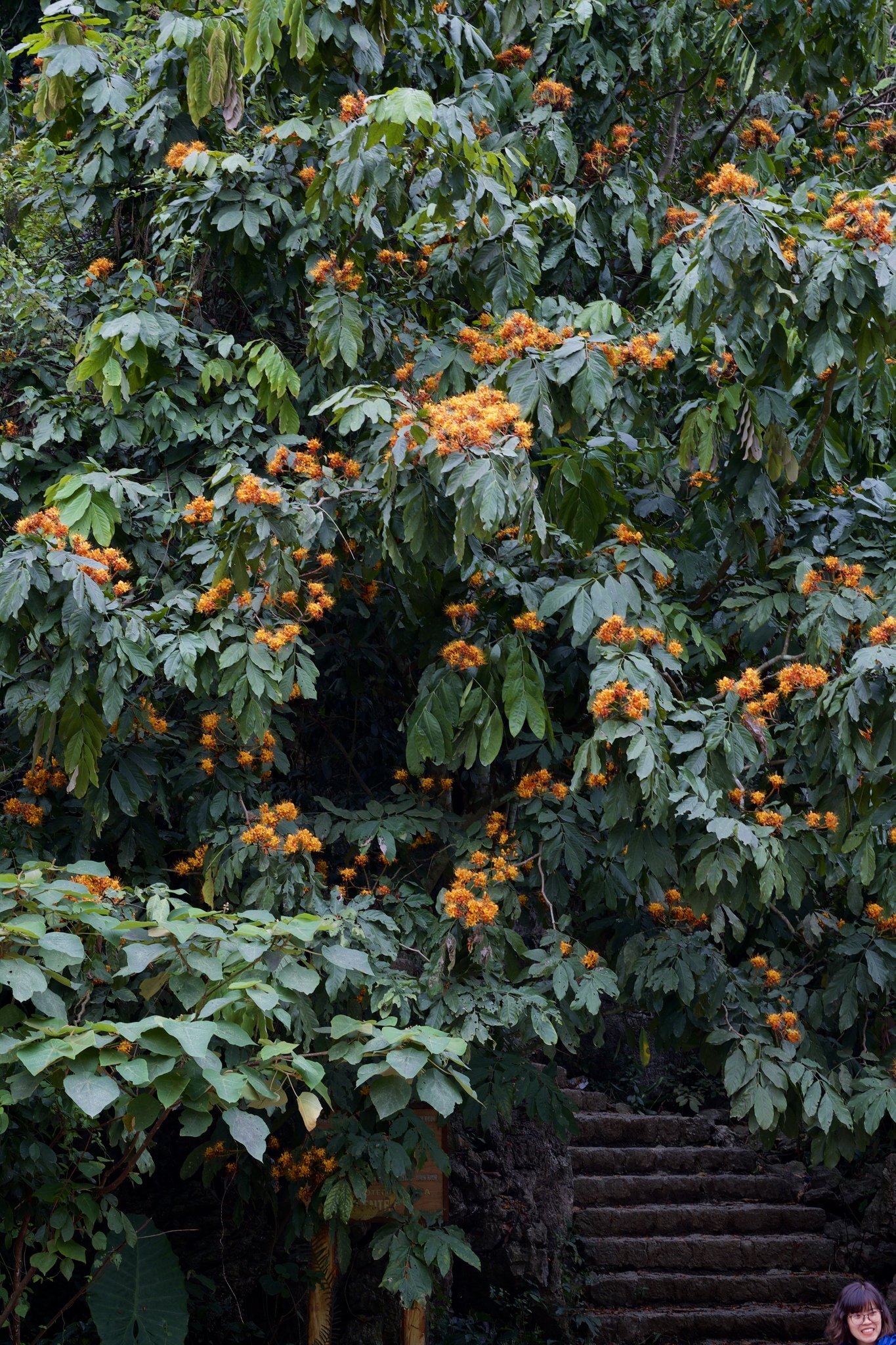Common Saraca / Asoka (Saraca dives)
