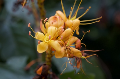 Image of Saraca dives by (c) Shawn O'Donnell, some rights reserved (CC BY)